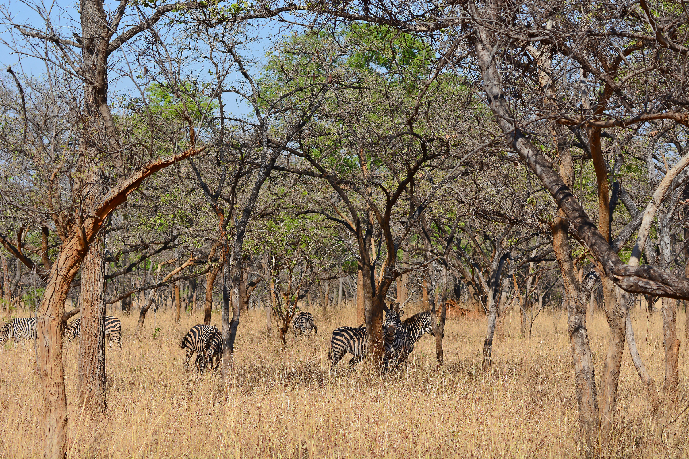 lusaka (2).webp